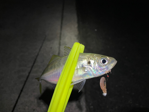 マアジの釣果