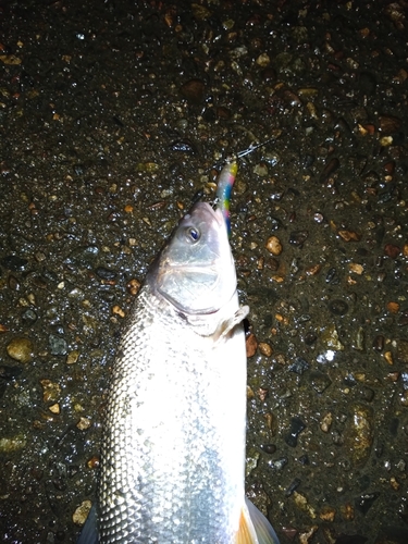 ウグイの釣果