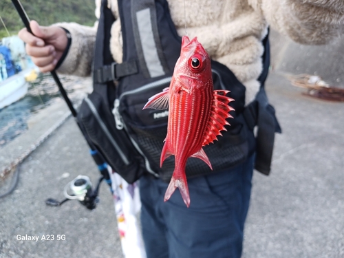 テリエビスの釣果