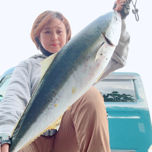 ブリの釣果