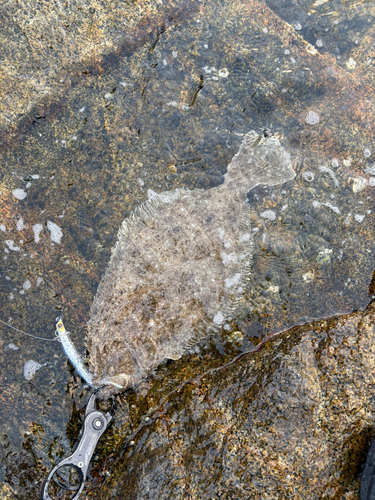 ヒラメの釣果