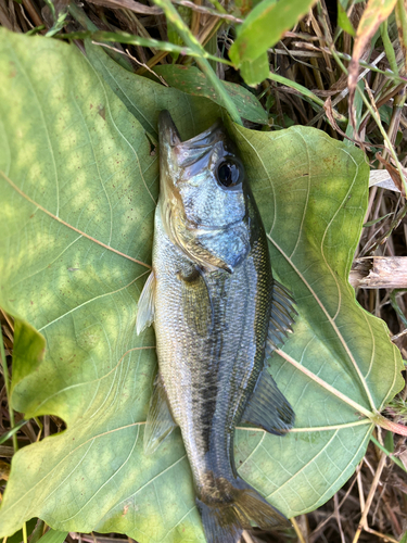 ブラックバスの釣果