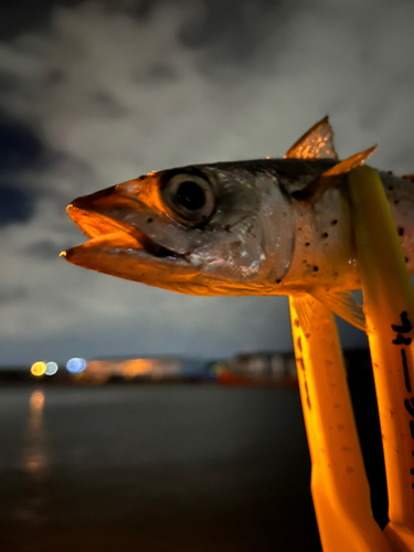 サバの釣果