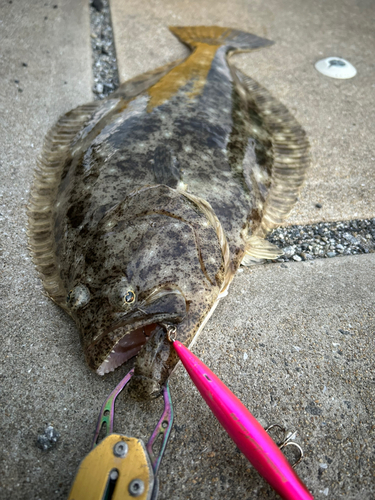 ヒラメの釣果