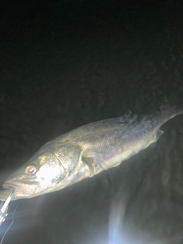 スズキの釣果