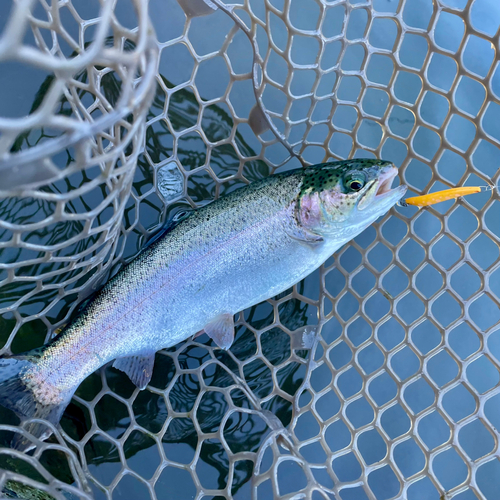 ニジマスの釣果