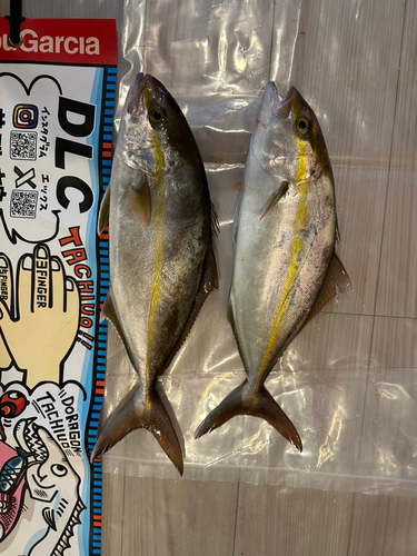 シオの釣果