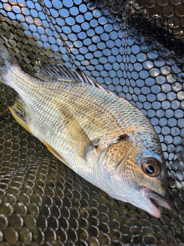 キビレの釣果