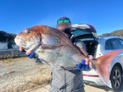 マダイの釣果