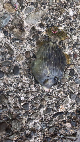 カワハギの釣果