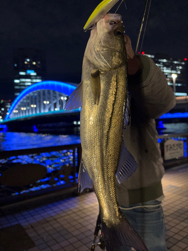 シーバスの釣果