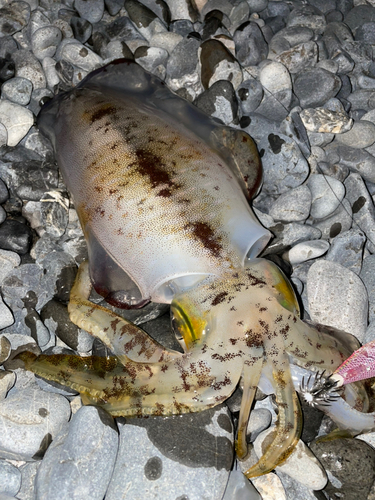 アオリイカの釣果