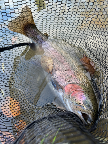 ニジマスの釣果