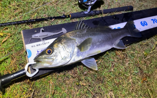 スズキの釣果