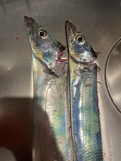 タチウオの釣果