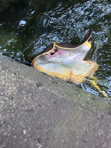 アカエイの釣果