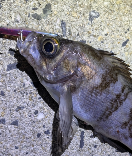 メバルの釣果