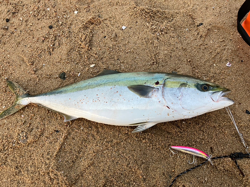 ブリの釣果