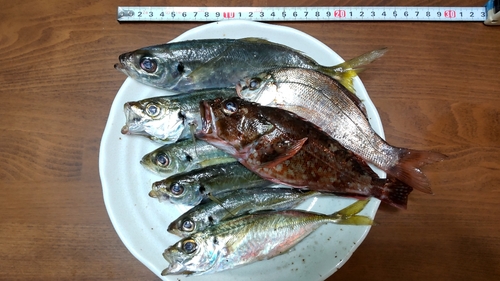 アジの釣果