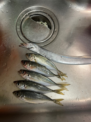 アジの釣果