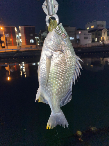 キビレの釣果