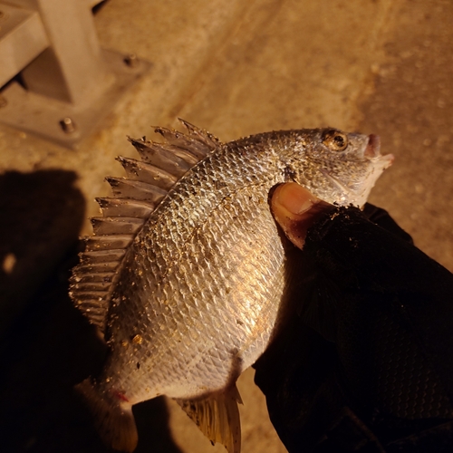 キビレの釣果