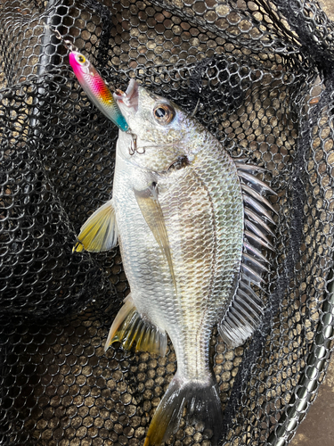 キビレの釣果