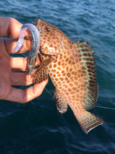 オオモンハタの釣果