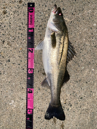 シーバスの釣果