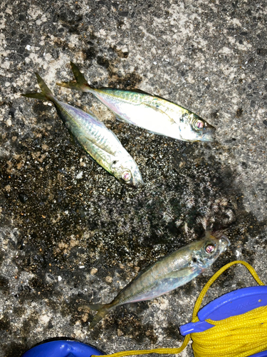 アジの釣果