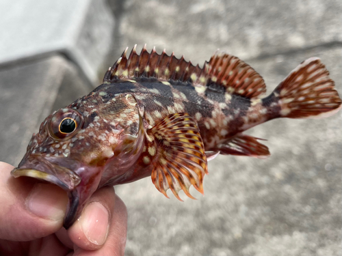 カワハギの釣果