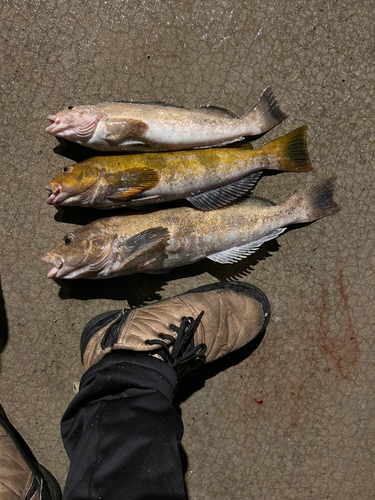 アイナメの釣果