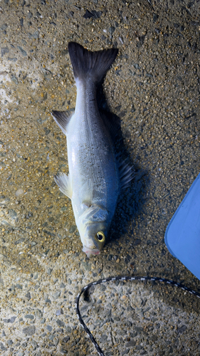 セイゴ（ヒラスズキ）の釣果