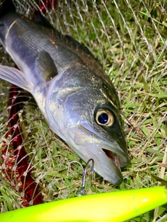 セイゴ（マルスズキ）の釣果