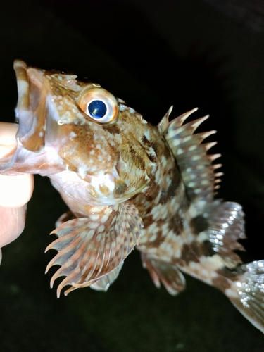 ガシラの釣果