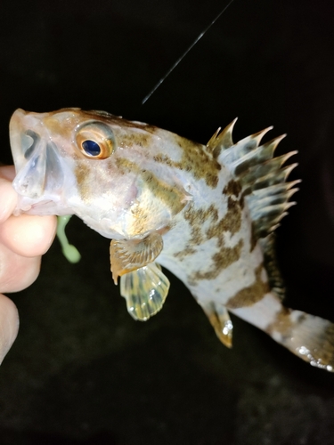 タケノコメバルの釣果