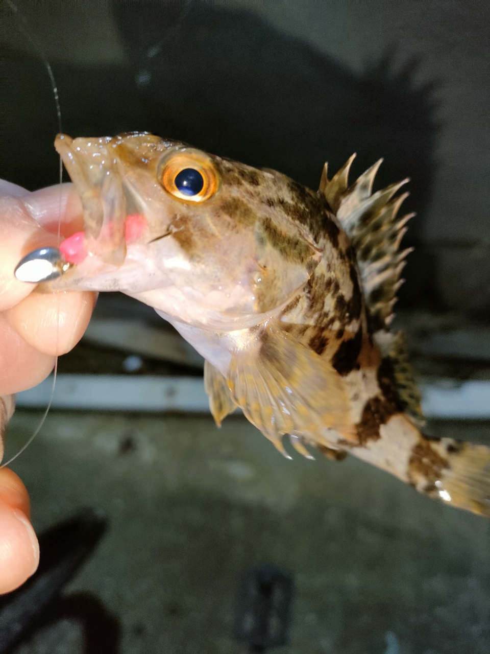 タケノコメバル