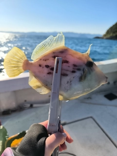 カワハギの釣果