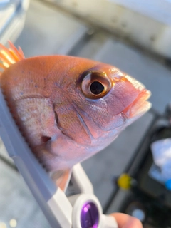 チャリコの釣果