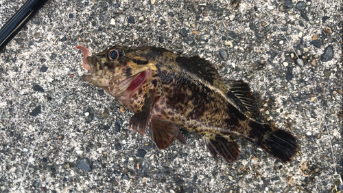 ムラソイの釣果