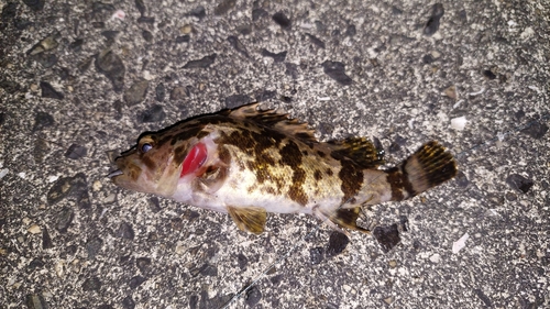 ベッコウゾイの釣果