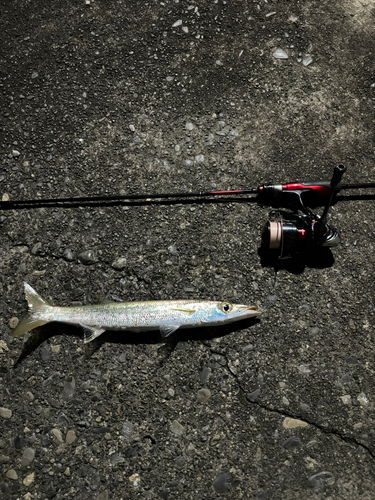 カマスの釣果