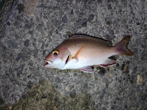 ヒメフエダイの釣果