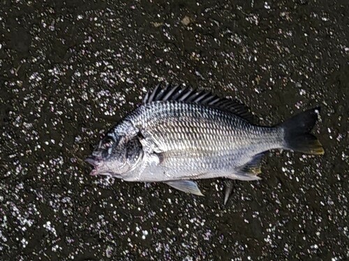 キビレの釣果