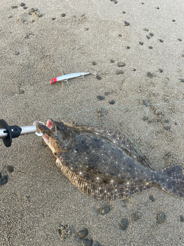 ヒラメの釣果