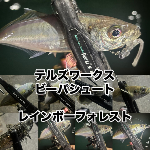 マアジの釣果