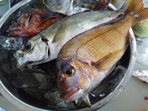 マアジの釣果