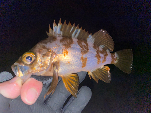 メバルの釣果