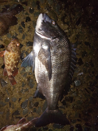 チヌの釣果