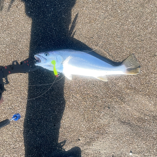 ニベの釣果